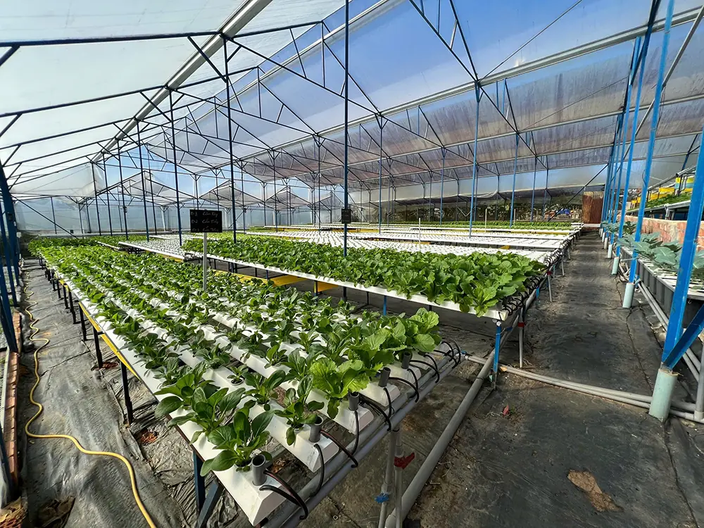 CÂU CHUYỆN VỀ DALA FARM