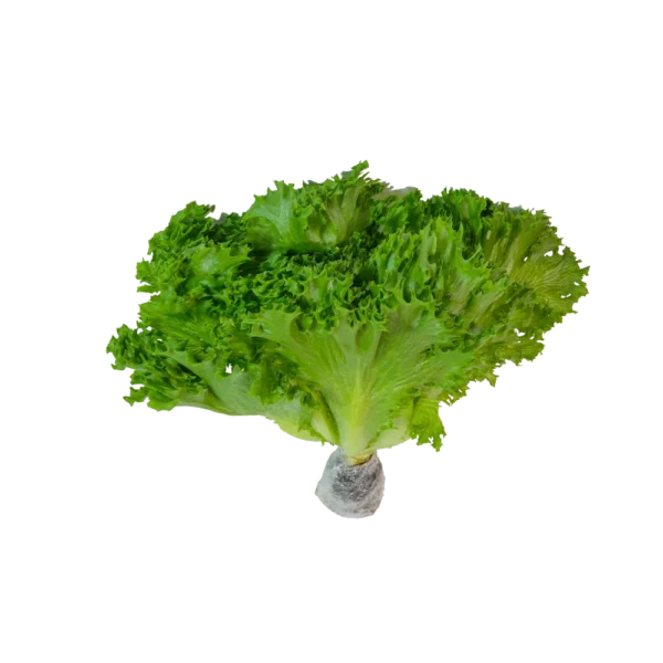 Glass lettuce 300g