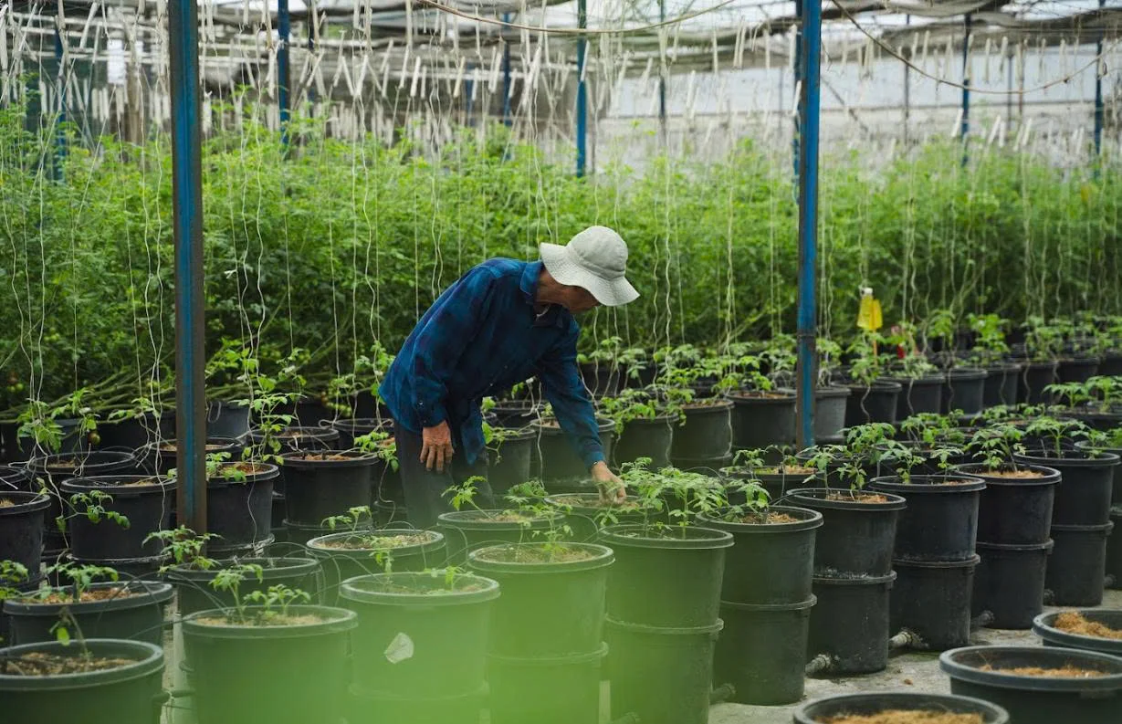 Rau sạch Đà Lạt Dala Farm