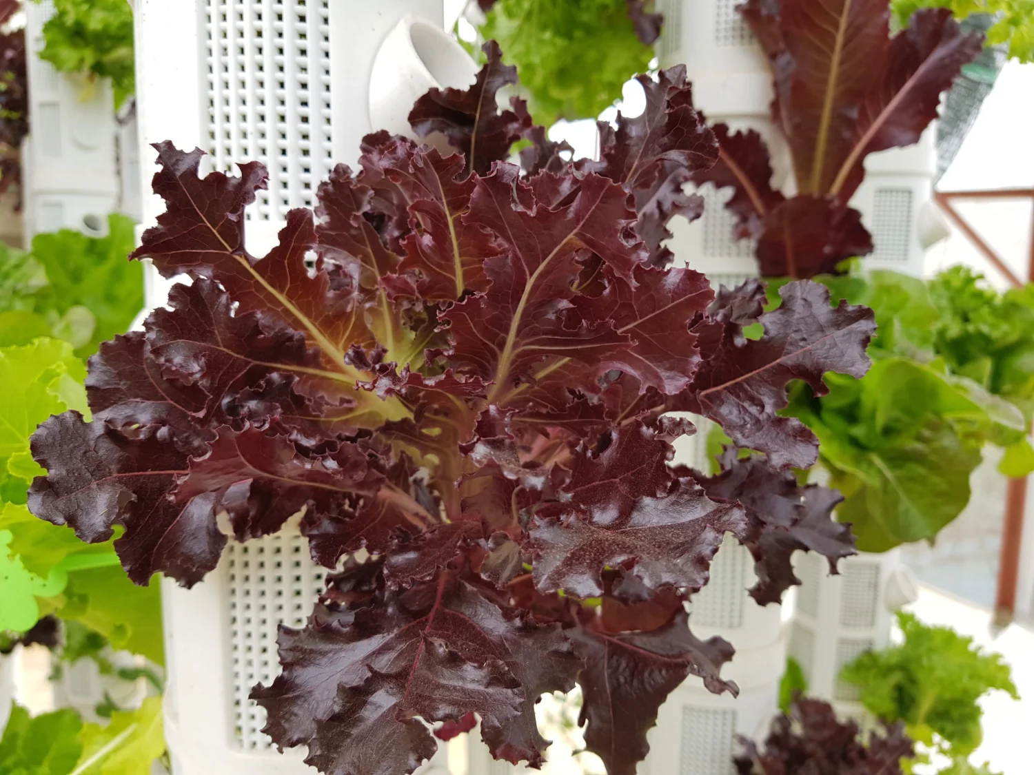 80803750_1442211692650826_5155092049585766400_n