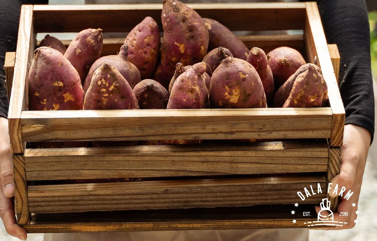 Rau hữu cơ Đà Lạt