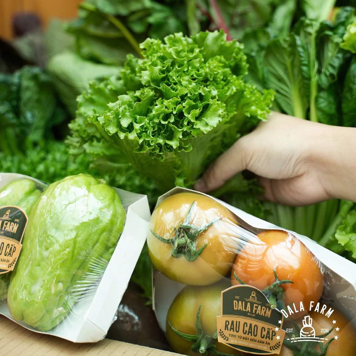 Rau hữu cơ Đà Lạt