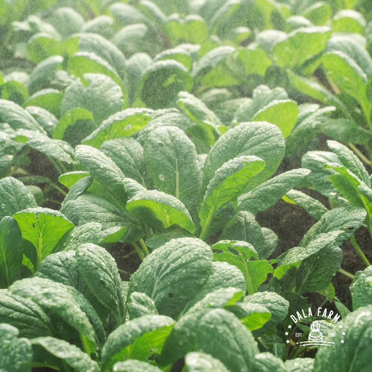 Rau sạch Đà Lạt