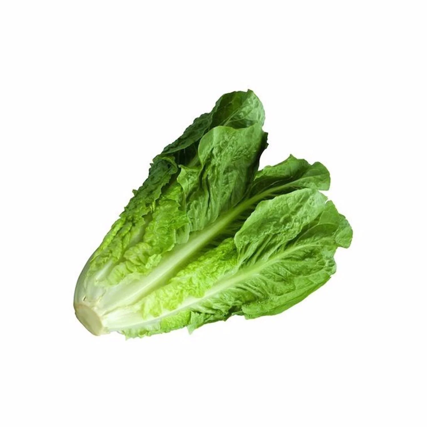 xa-lach-romaine-dl_master